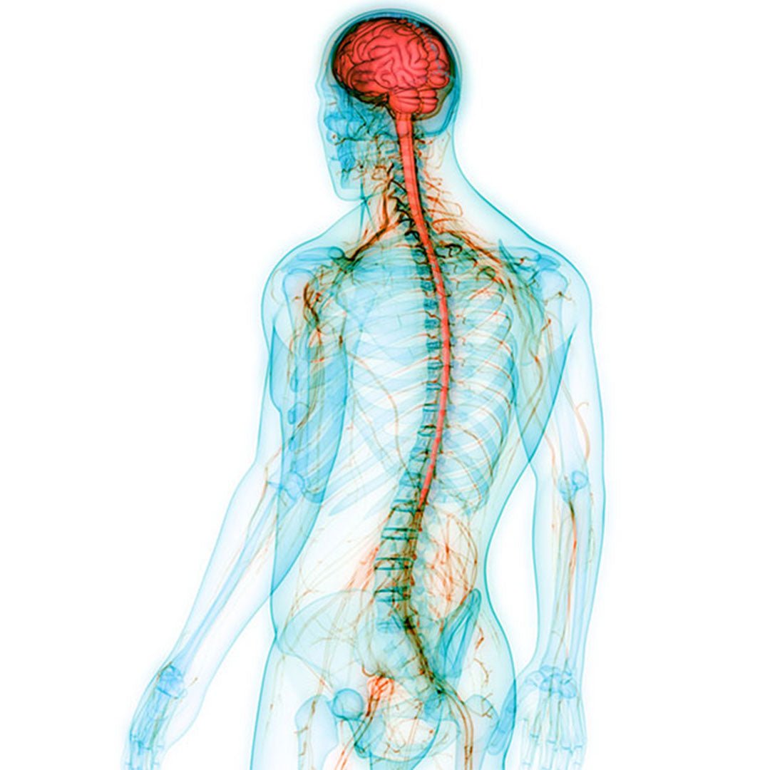 Nervous system - DrSous.Ca