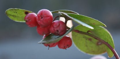 2441. Foot soak recipe 2 - DrSous.Ca