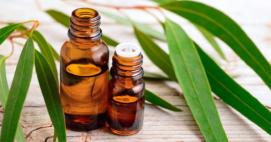 2454. Massage with Essential Oils blends. - DrSous.Ca