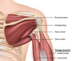 2909. Musculoskeleton 10)Rotator Cuff Injuries - DrSous.Ca